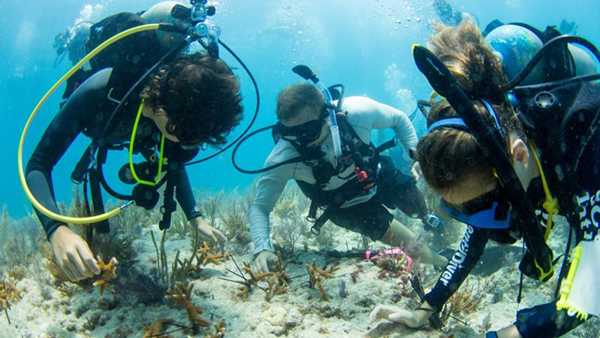 I.CARE divers restoring reefs